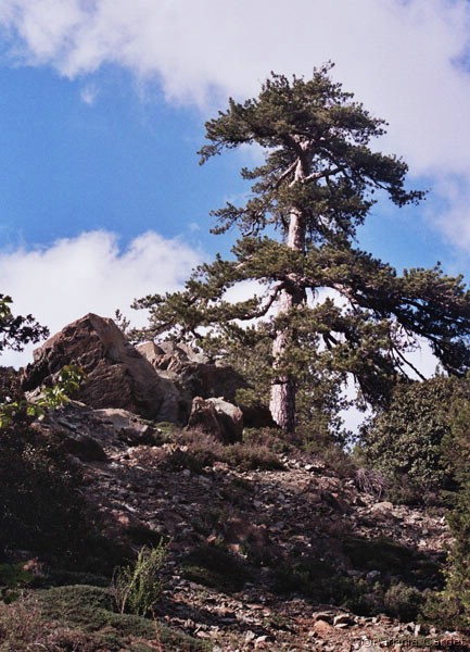Cyprus, Platres, 2006 - Pinus - Photo: Patricia Cardet