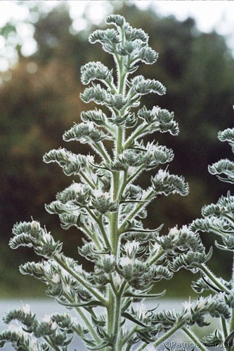 Cyprus - Echium italicum - �Photo : Patricia Cardet