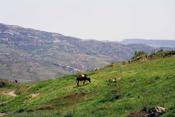 Cyprus, Troodos, 2006 - ©Photo : Patricia Cardet Cyprus, Troodos, 2006 - ©Photo : Patricia Cardet